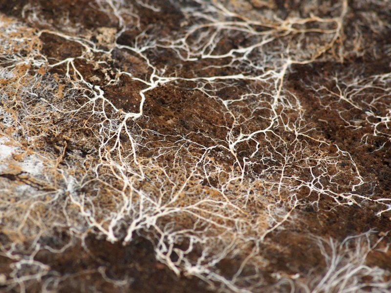 Underground mycorrhizal networks