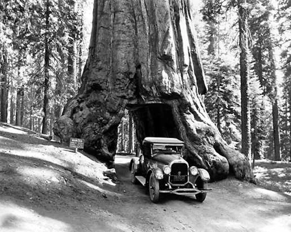 tunnel-tree NPS