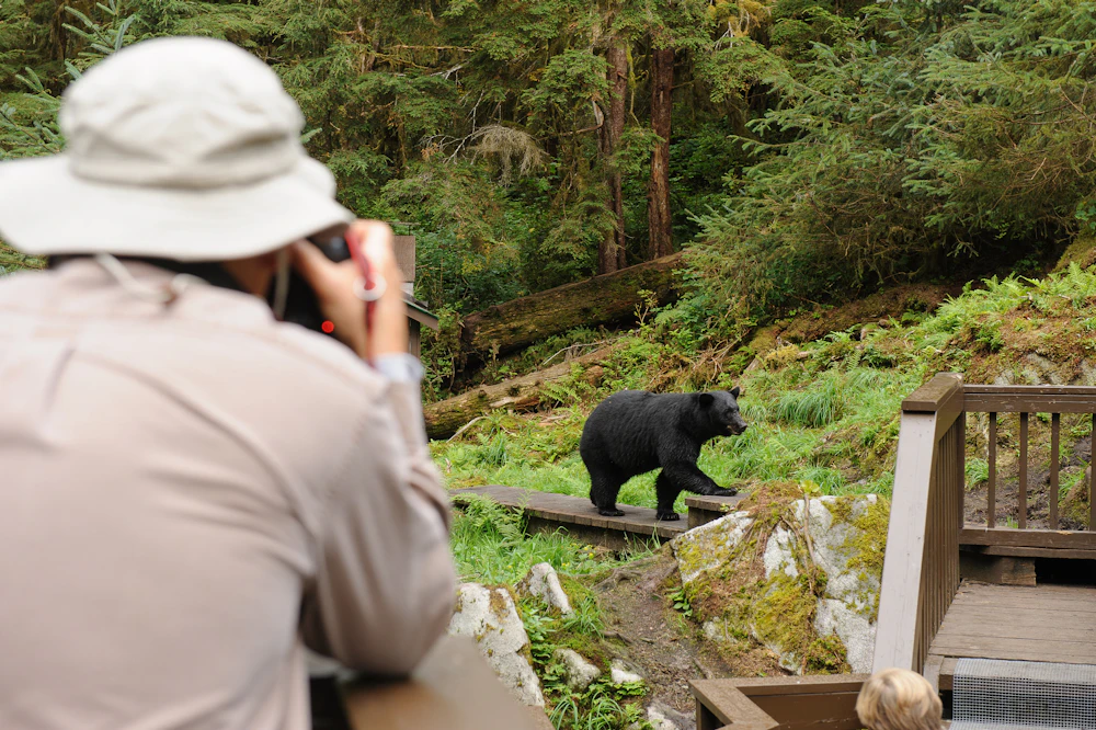 Visitor And Black Bear Mark Meyer