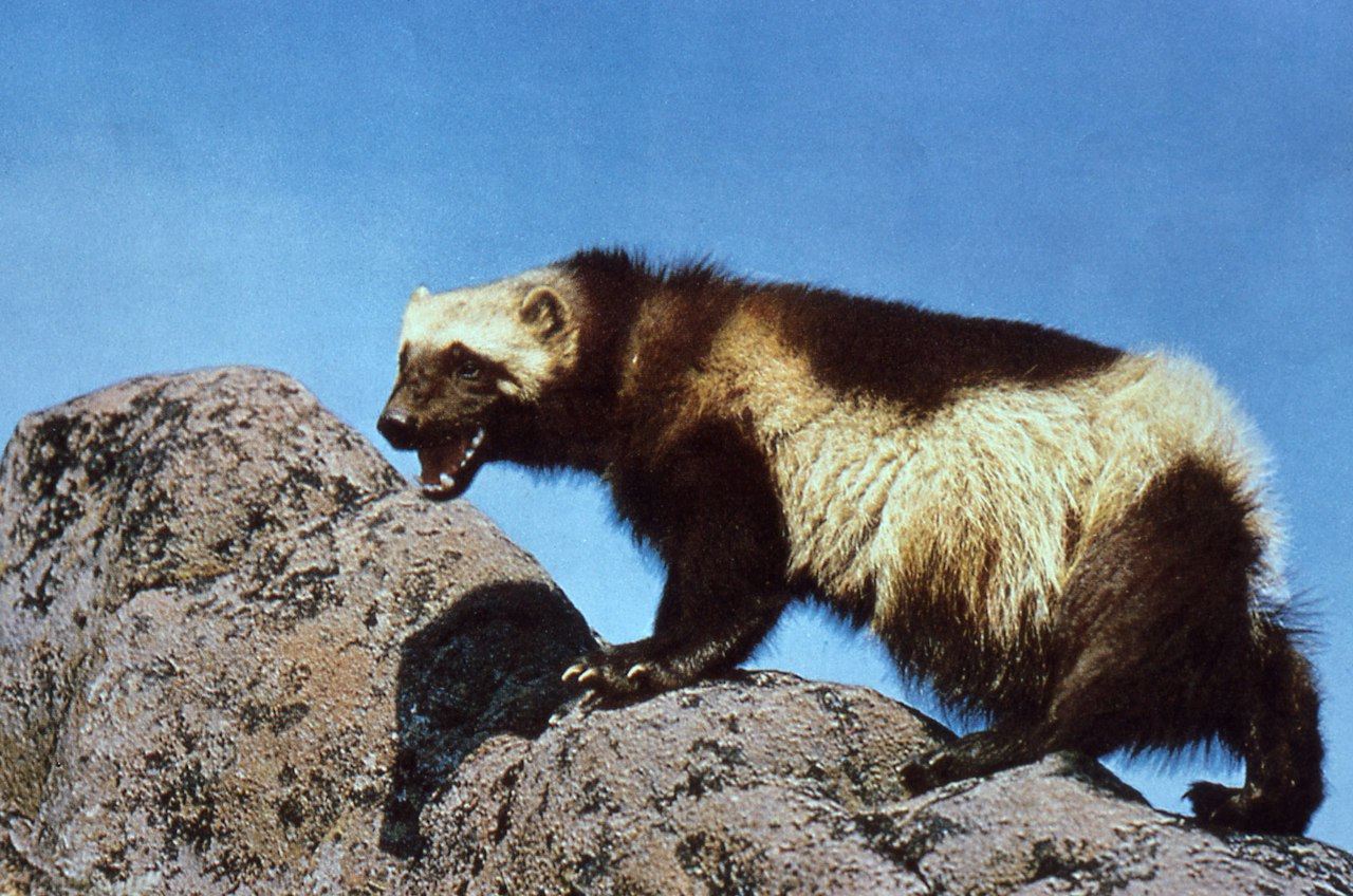 Five Things You May Not Know About Wolverines — National Forest Foundation