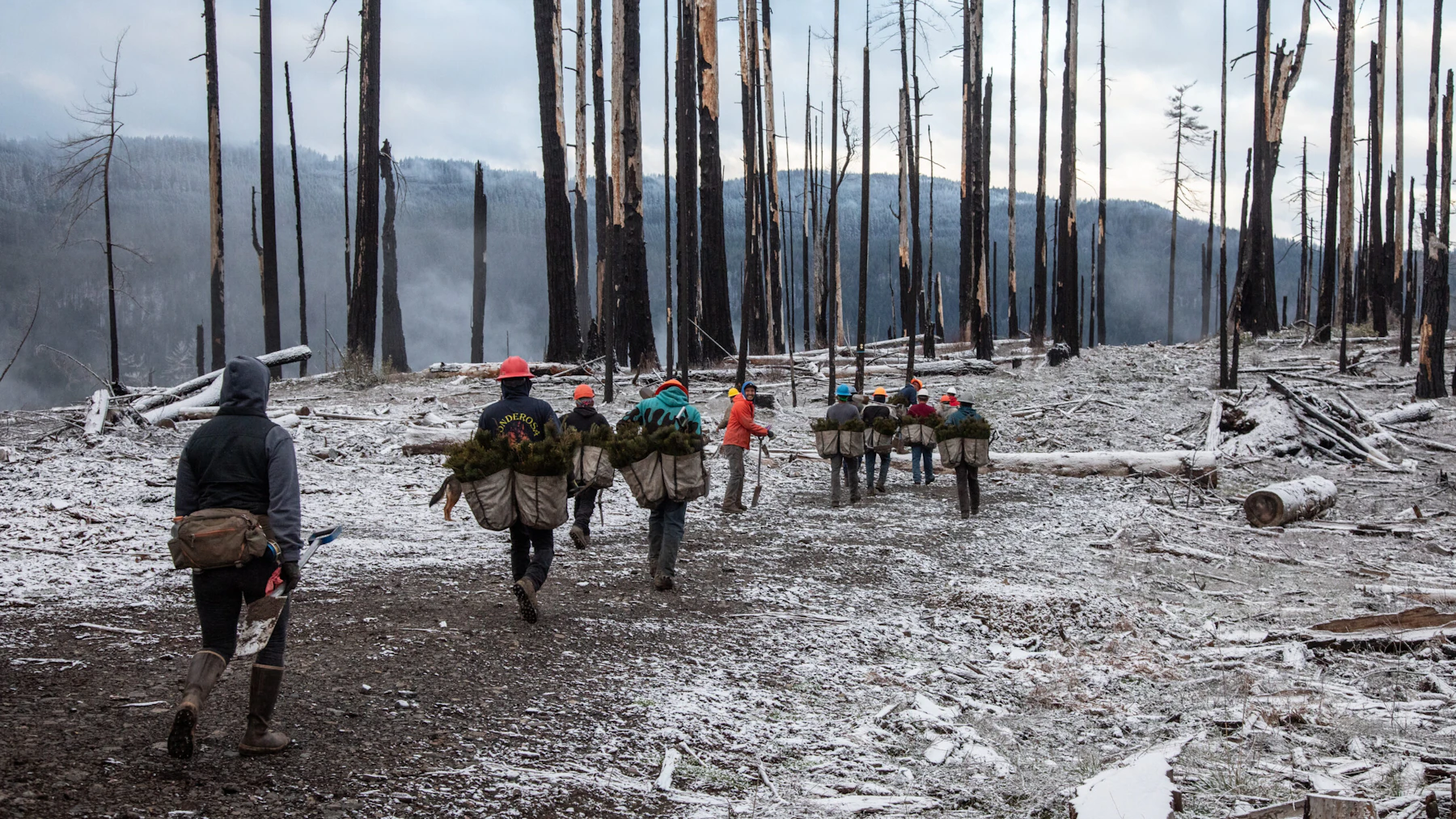 a tree planting crew walks on a trail through a forest