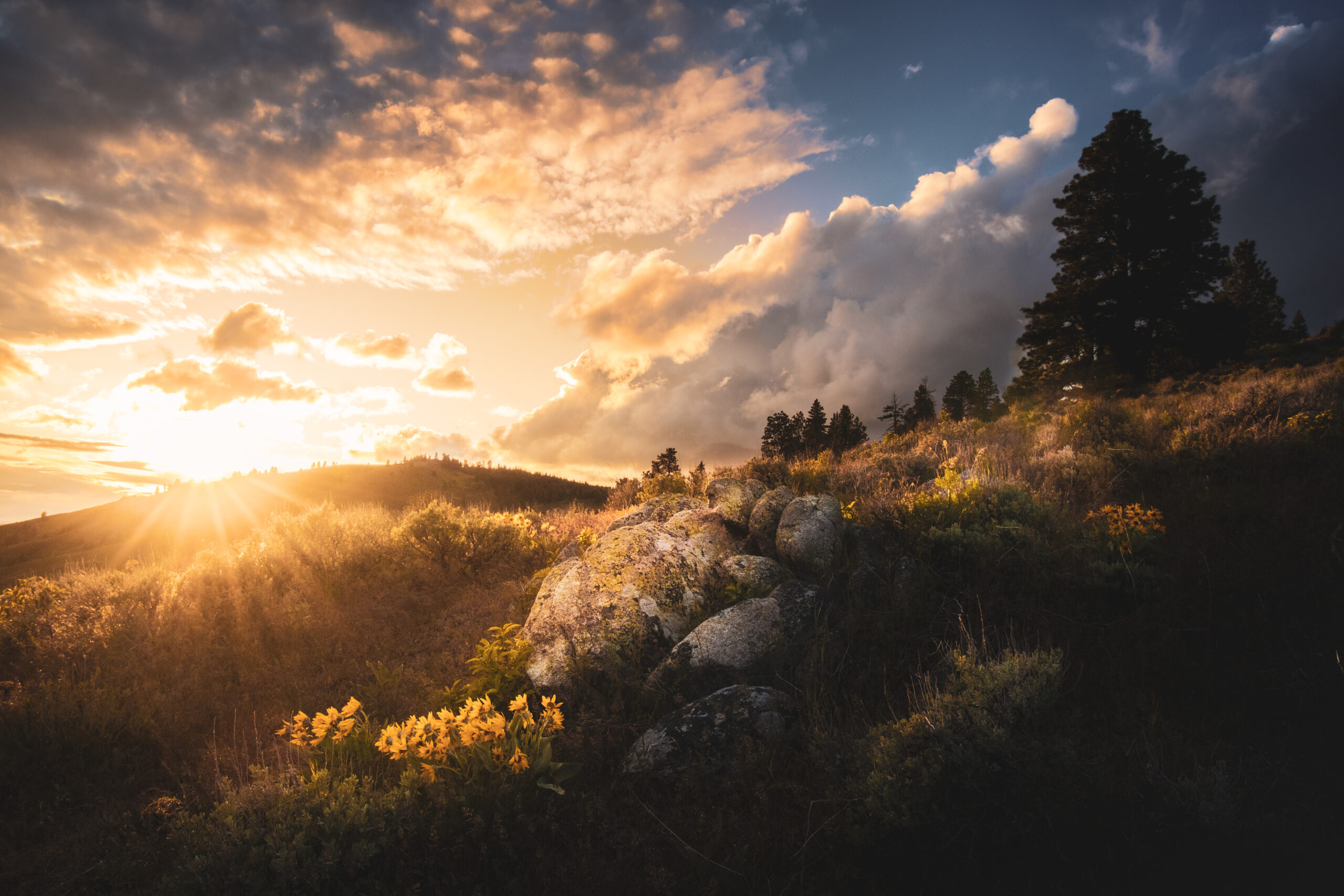 Fiery sunset up in the foothills illuminating blooming flowers.