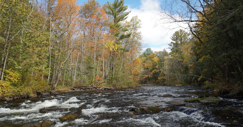 River rapids through an autumn forest.