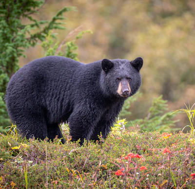 Black Bear Hunting For Berries in Chugach National Forest.