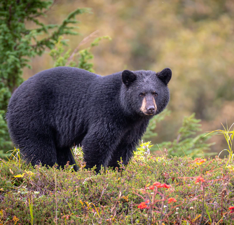 Black Bear Hunting For Berries in Chugach National Forest.