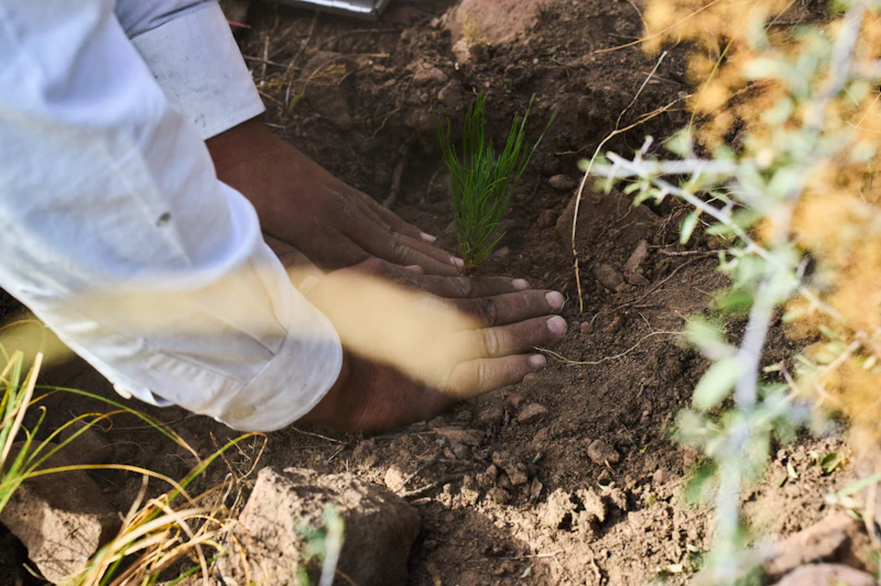 Hands plant a tree in the ground.