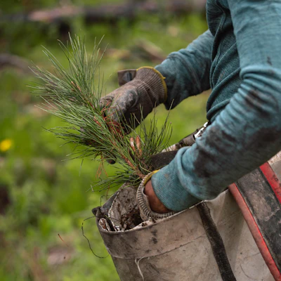 A forest worker pulls a pine seedling from a planting bag, preparing to plant it as part of reforestation and land restoration efforts on a National Forest.
