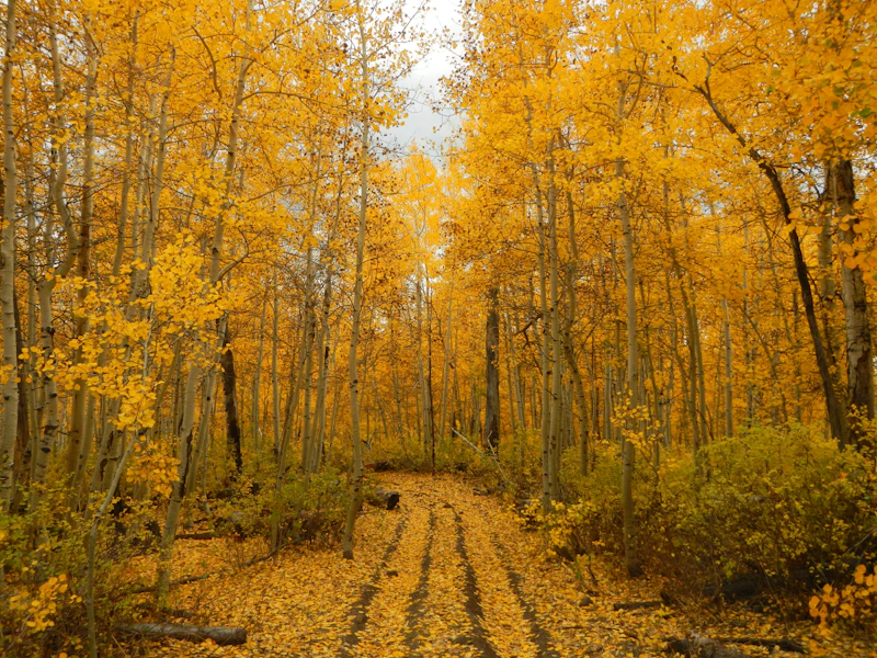 Golden aspens in the fall.