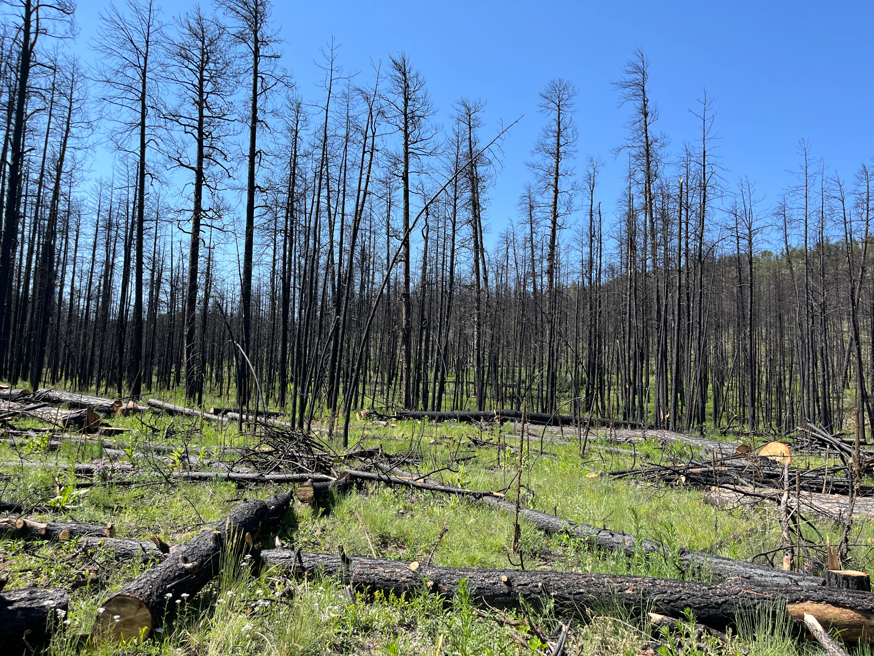 burned trees above green grass