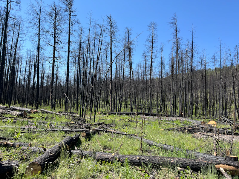 burned trees above green grass