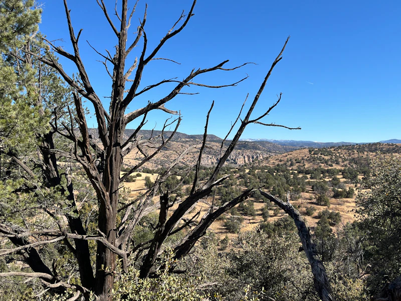 tree branches in front of a vast desert view