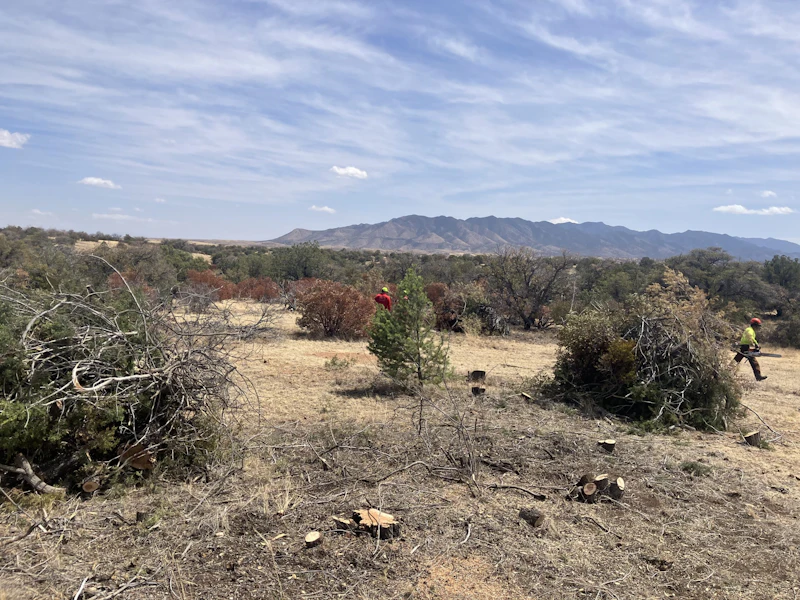 A hand-thinning crew member removes overstocked as part of a grassland restoration project in O'Donnell Canyon, Canelo Hills in Southern Arizona.