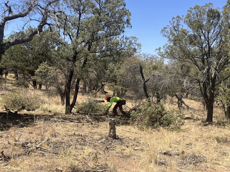 A hand-thinning crew member removes overstocked as part of a grassland restoration project in O'Donnell Canyon, Canelo Hills in Southern Arizona.