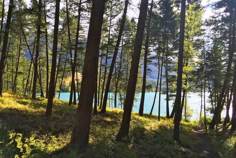Lake view through the trees.