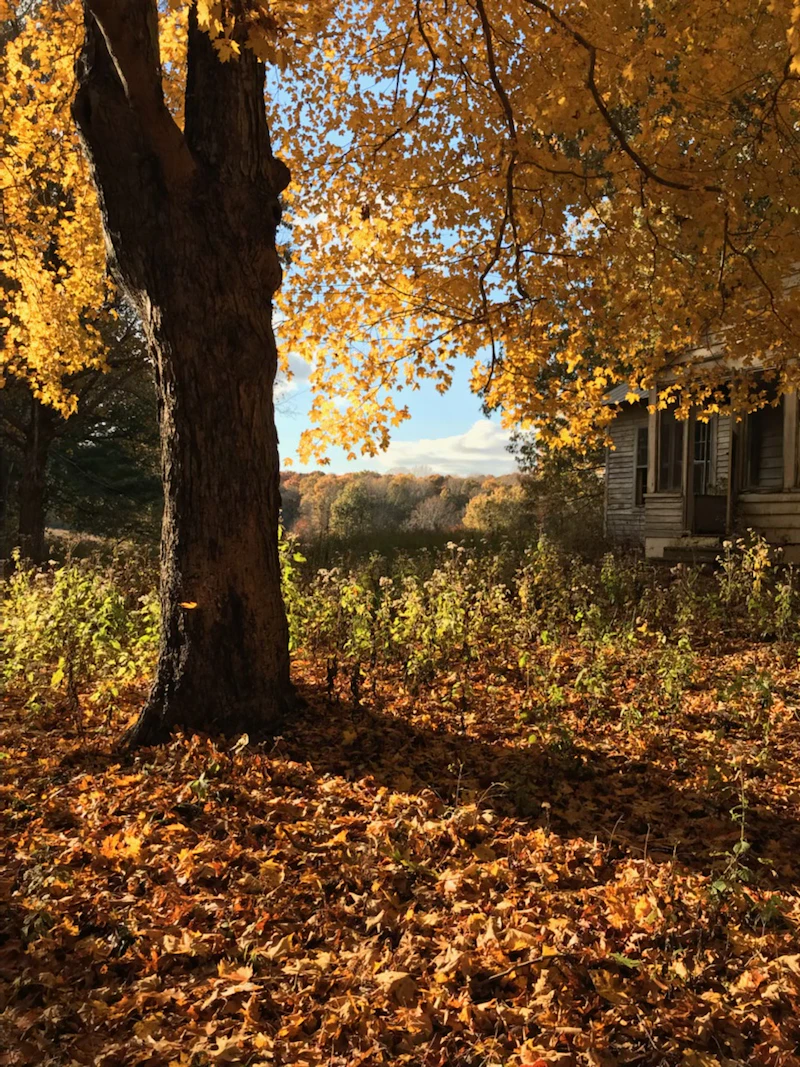 Autumn tree shades historic cabin.