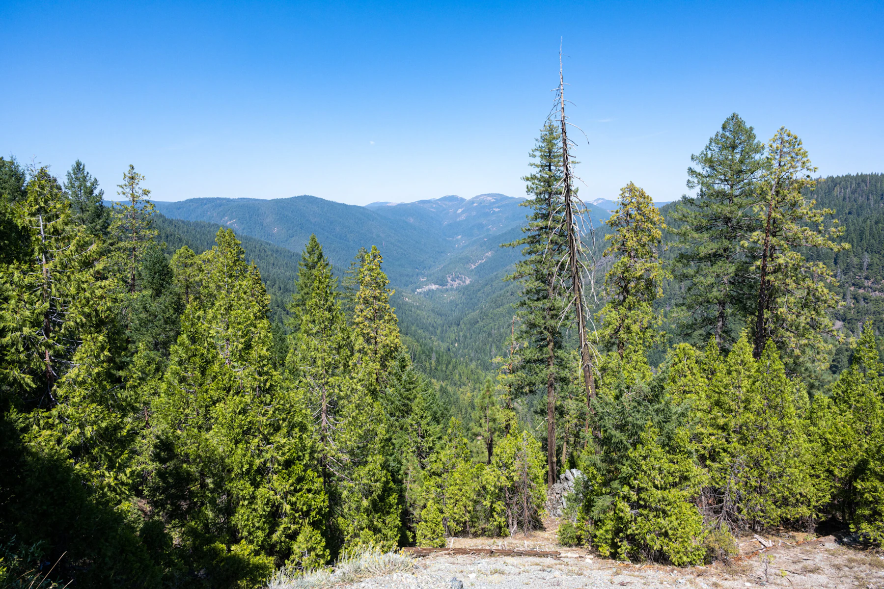 Ariel view of a dense mixed conifer forest in the Sierra Nevadas.