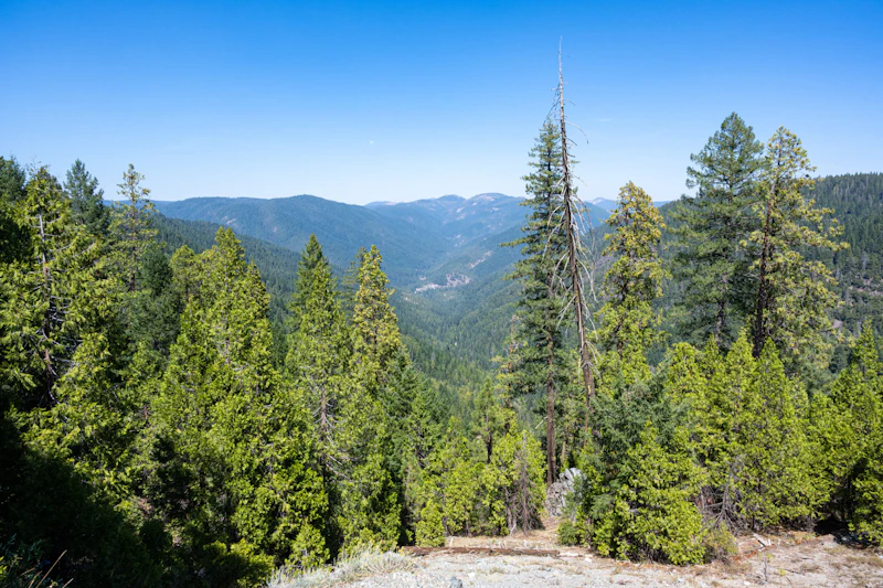 Ariel view of a dense mixed conifer forest in the Sierra Nevadas.