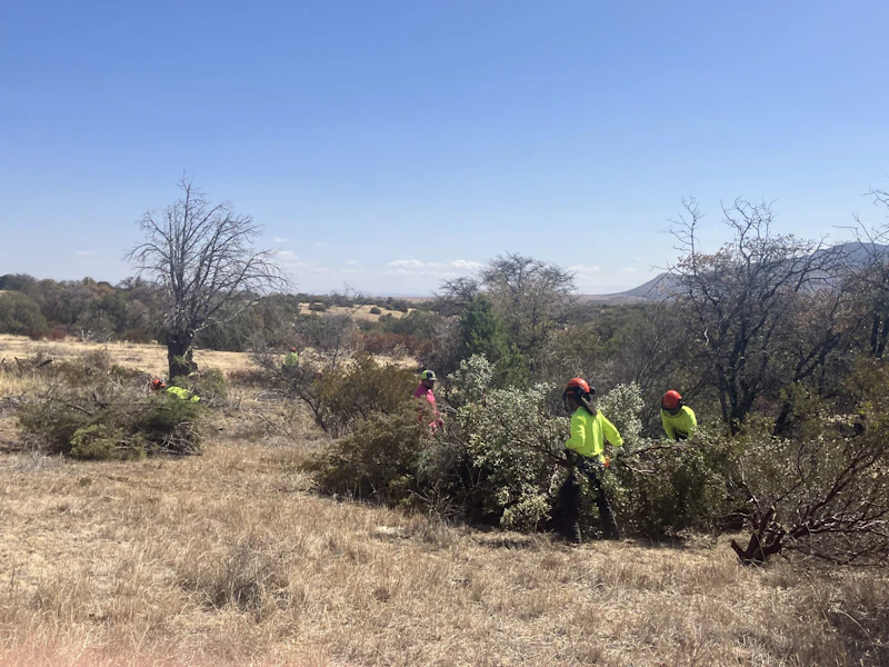 A hand-thinning crew member removes overstocked as part of a grassland restoration project in O'Donnell Canyon, Canelo Hills in Southern Arizona.
