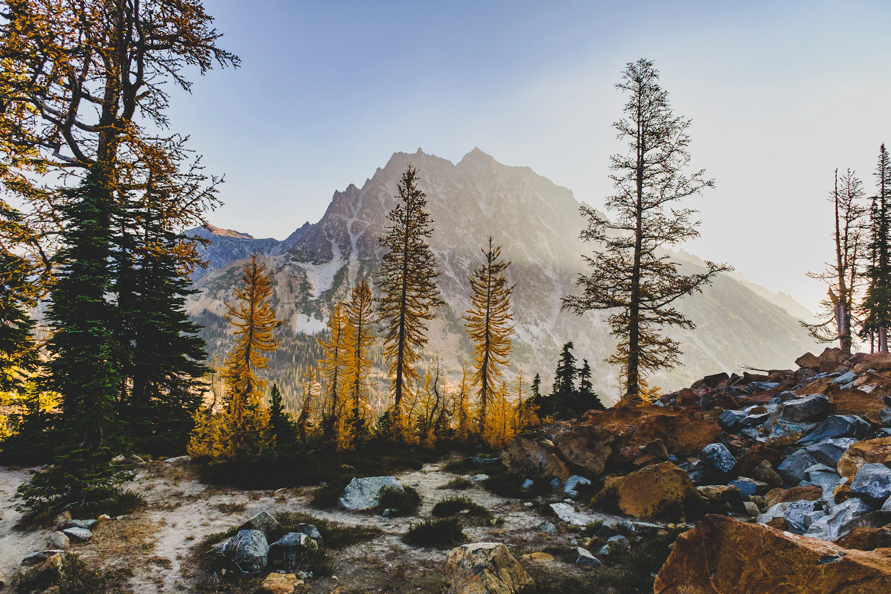 Golden larch.
