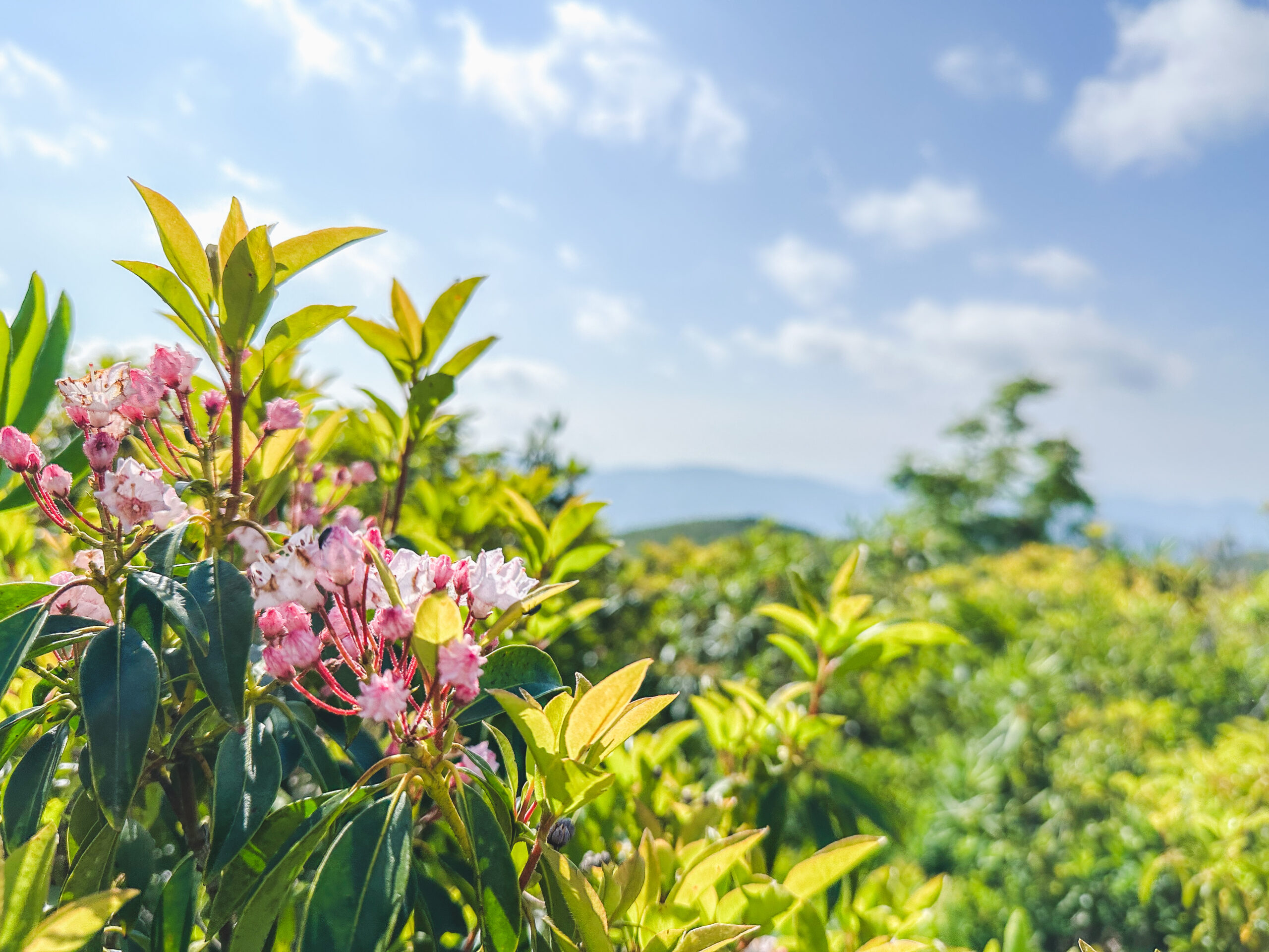 Pink Mountain Laurel.
