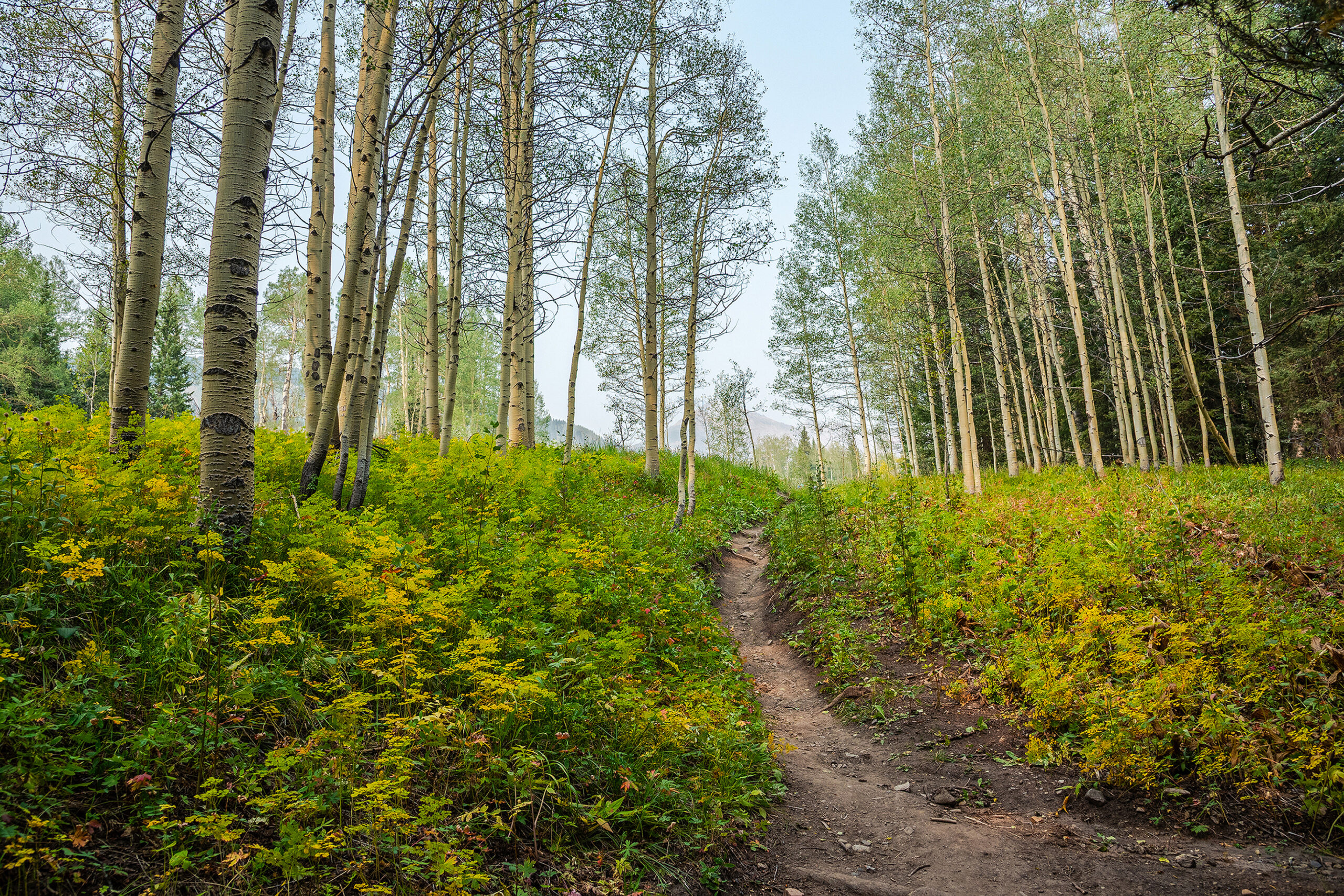 Trail through as aspen grove on the San Juan National Forest.
