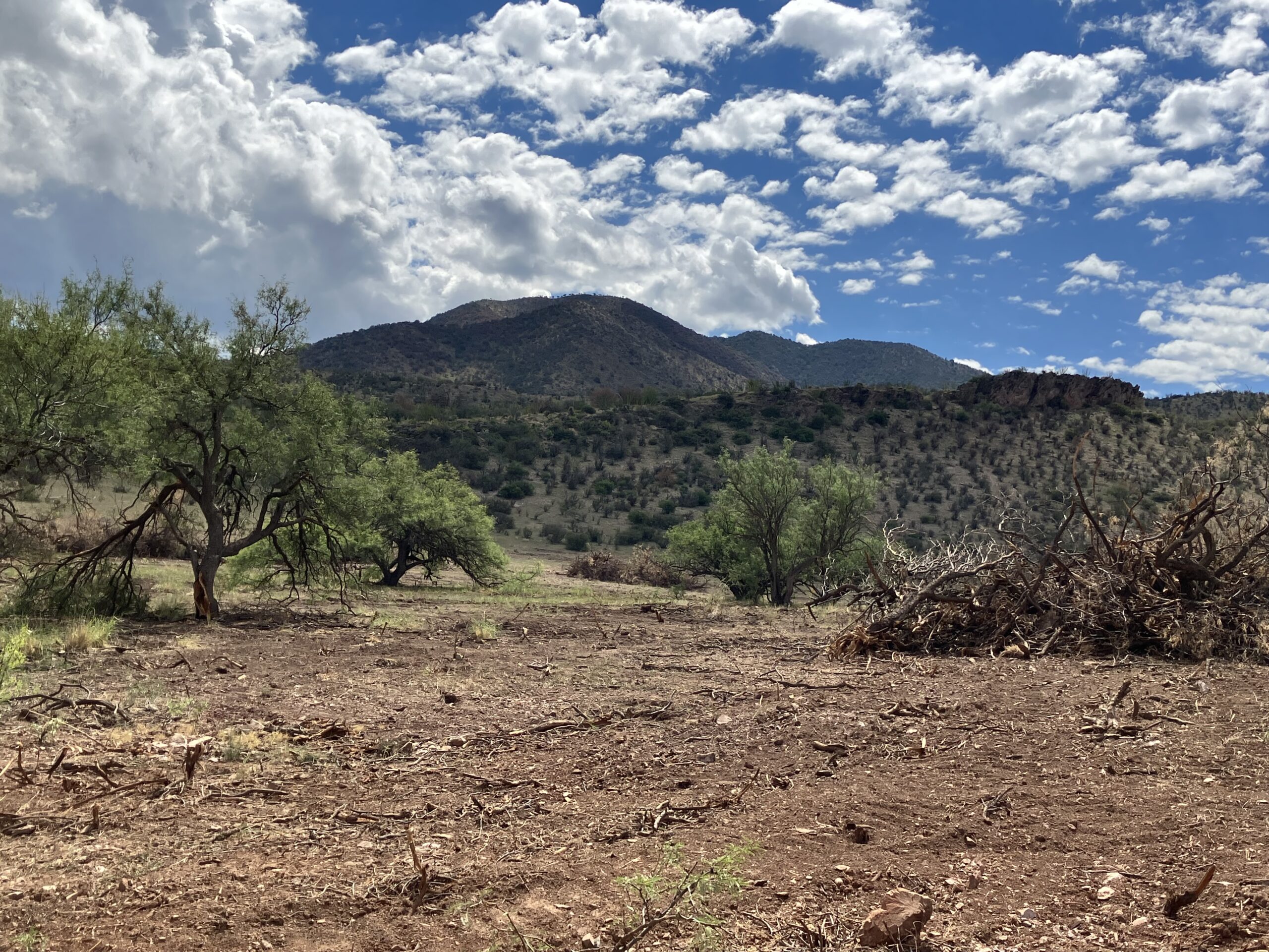 A hand-thinning crew member removes overstocked as part of a grassland restoration project in O'Donnell Canyon, Canelo Hills in Southern Arizona.