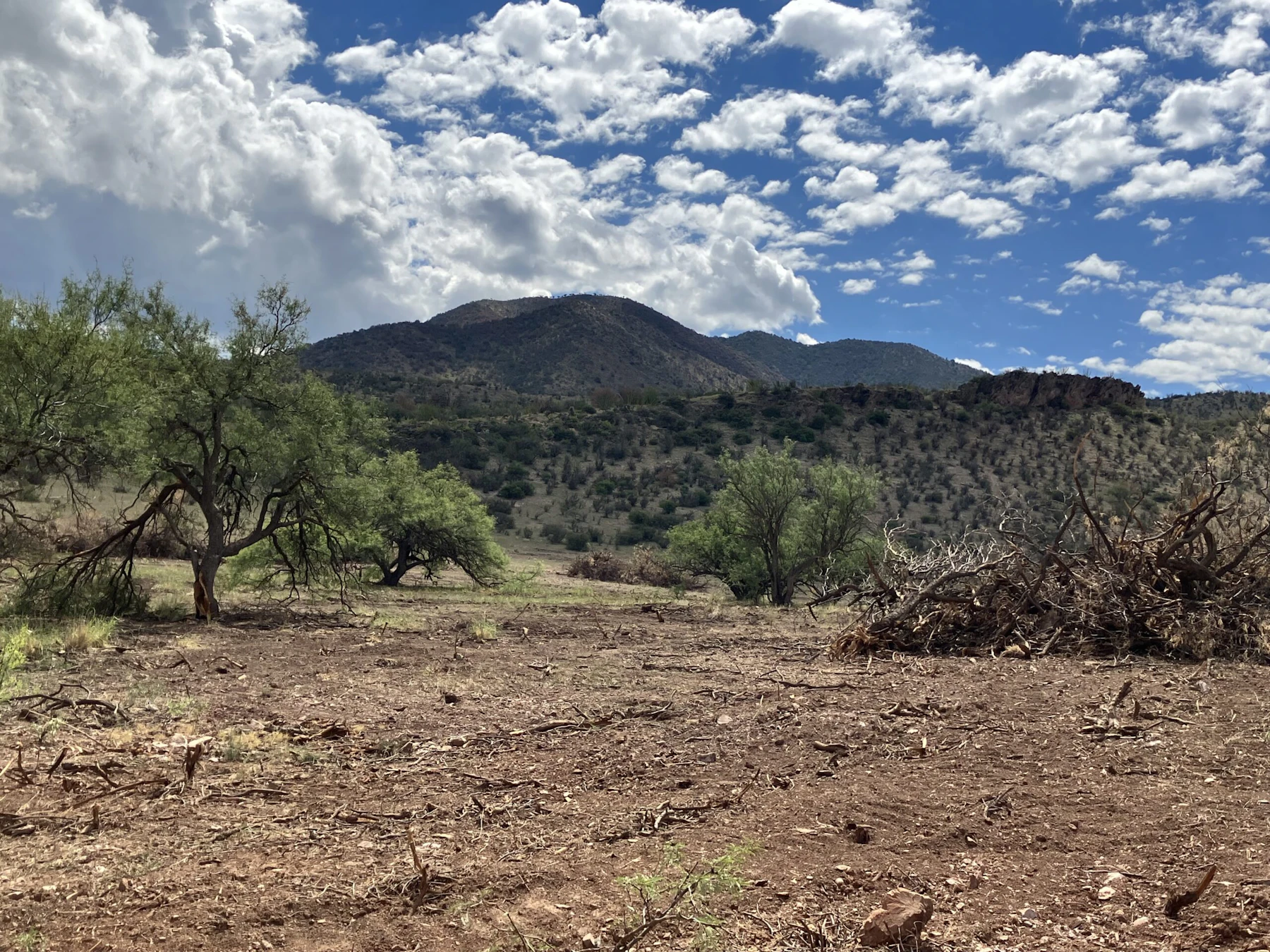 A hand-thinning crew member removes overstocked as part of a grassland restoration project in O'Donnell Canyon, Canelo Hills in Southern Arizona.