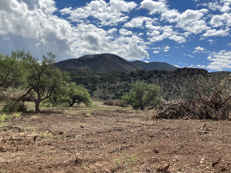A hand-thinning crew member removes overstocked as part of a grassland restoration project in O'Donnell Canyon, Canelo Hills in Southern Arizona.