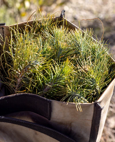 Tree seedlings in a canvas bag to be transported for planting.