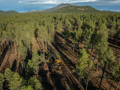 Photos from Derffer Fuels Reduction Project on the Coconino National Forest. Taken October 2025 for case study content Capture.