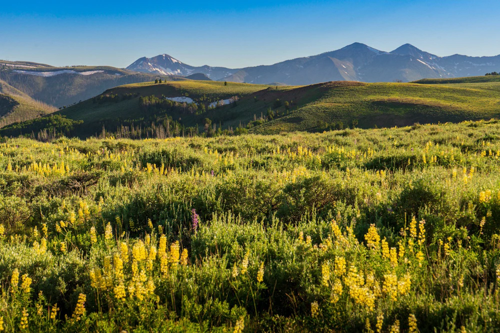 Humboldt-Toiyabe National Forest - Morning light on the yellow lupines of Jarbidge Wilderness, NV.