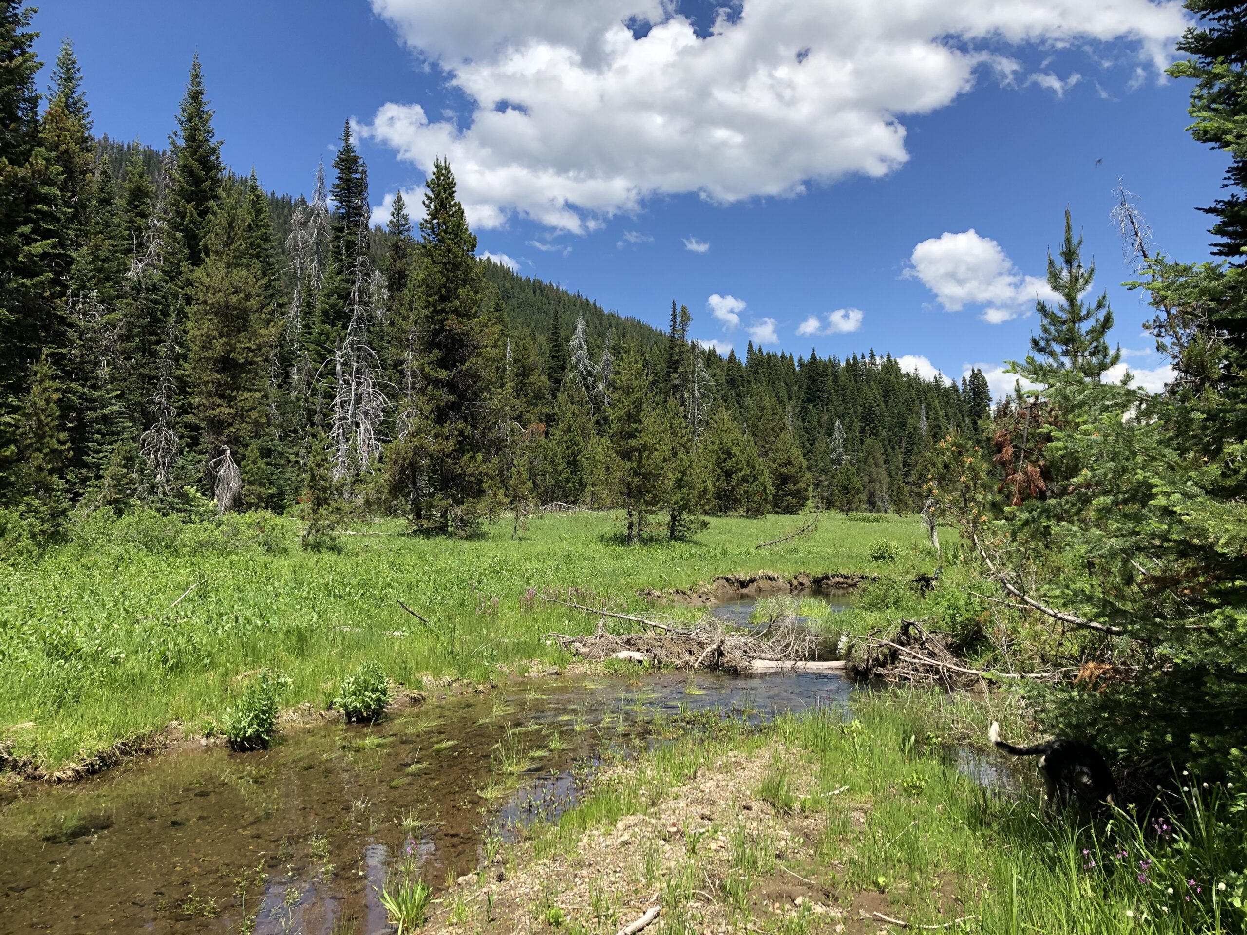 Fish Creek Valley in the Rogue-Umpqua Divide Wilderness of the Umpqua National Forest. Future site of beaver dam analog restoration project.